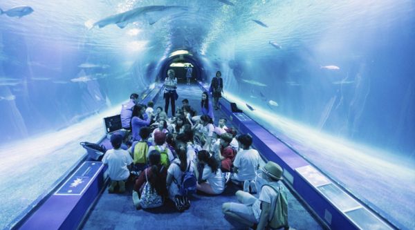 Viaje fin de curso Oceanografic